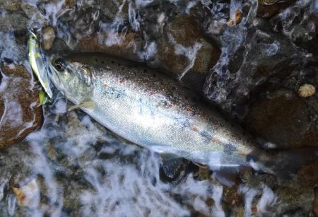 新緑の渓でアマゴと戯れる ～長良川水系～